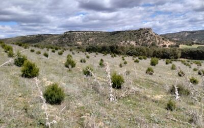 Gran demanda de las ayudas para producciones forestales de alto valor en Castilla y León